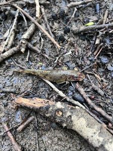 Gudgeon