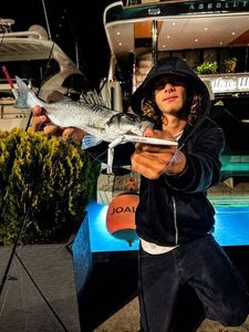 European Bass (Seabass)