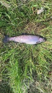 Rainbow Trout