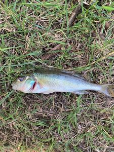 Ruffe