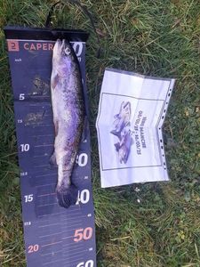Rainbow Trout