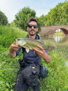 Largemouth Bass