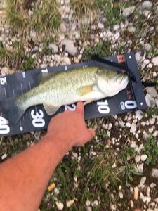Largemouth Bass
