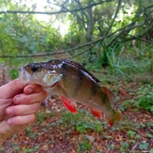European Perch