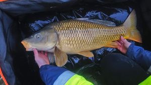 Common Carp