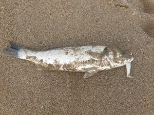 European Bass (Seabass)