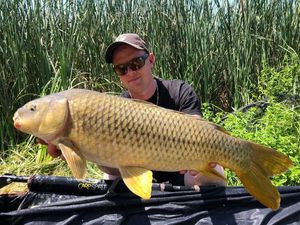 Common Carp