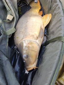 Mirror Carp