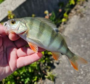 European Perch
