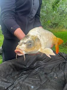 Koï Fish