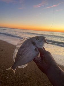 Gilthead Seabream