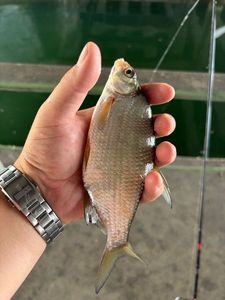 Common Bream