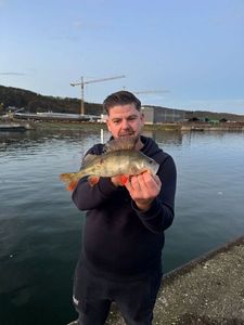 Golden Perch