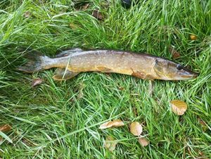 Northern Pike