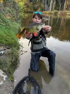 European Perch