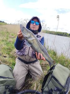 Zander