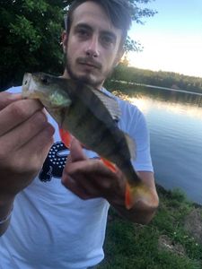 European Perch