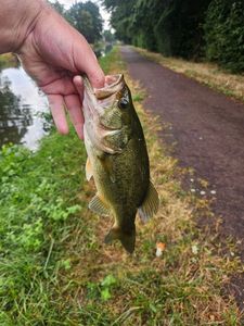 Largemouth Bass