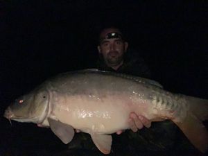 Mirror Carp