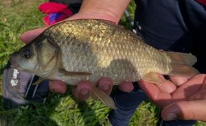 Crucian Carp