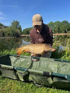 Common Carp