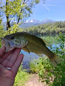 Largemouth Bass