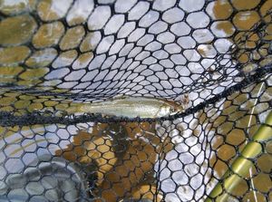 Common Dace