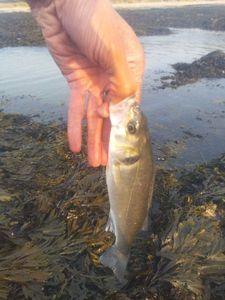 European Bass (Seabass)