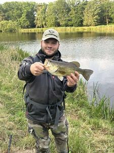 Largemouth Bass