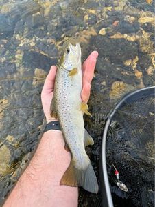 Brown Trout