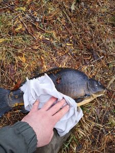 Mirror Carp