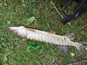 Northern Pike