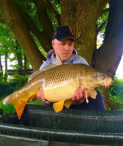 Common Carp