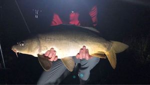 Leather Carp