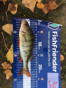 European Perch