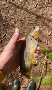 Brown Trout