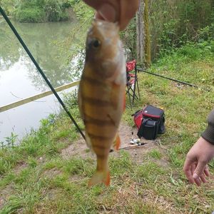 European Perch