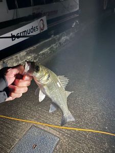 European Bass (Seabass)
