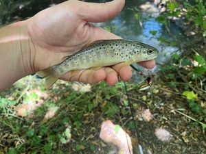 Brown Trout