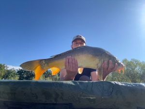 Mirror Carp