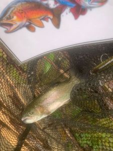 Rainbow Trout