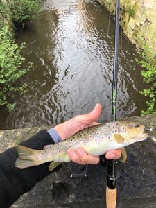 Brown Trout