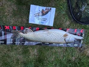 Northern Pike
