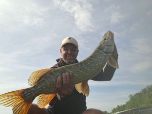 Northern Pike
