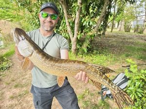 Northern Pike