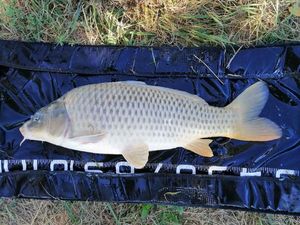 Common Carp