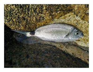 Saddled Seabream