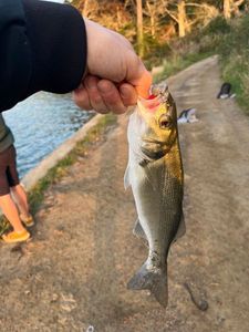 European Bass (Seabass)