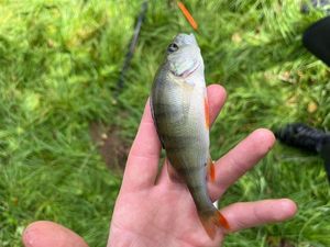 European Perch