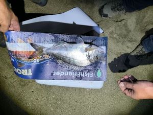 Gilthead Seabream